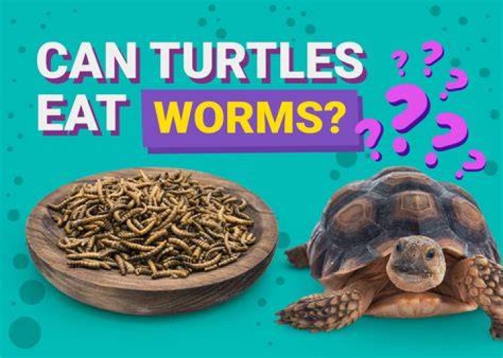 How often should you feed worms?