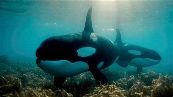 How old is ocean sun the orca?
