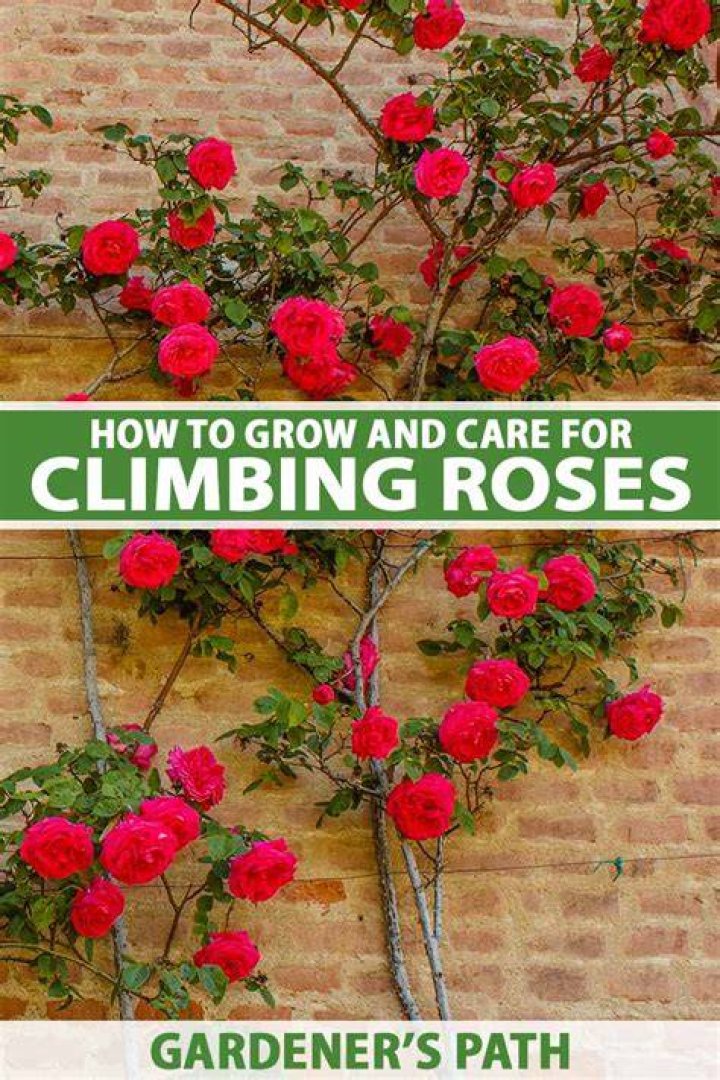 How quickly do climbing roses grow?
