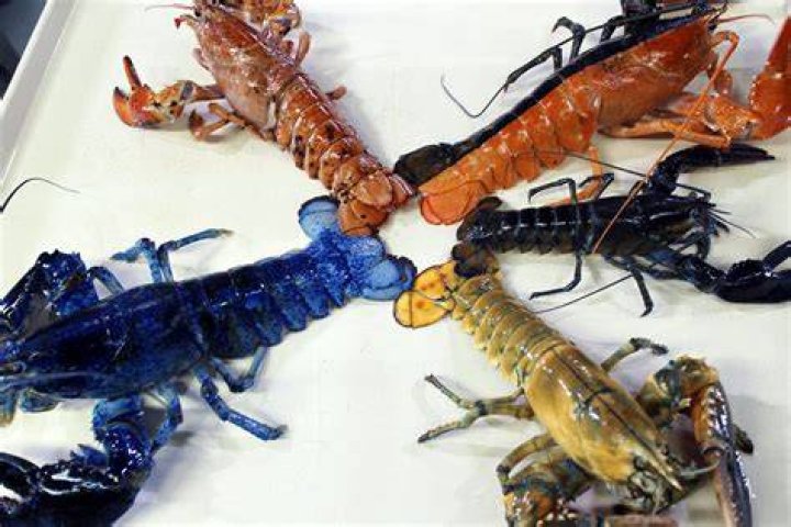 How rare is a Halloween lobster?