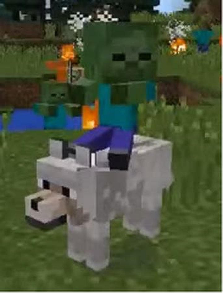How rare is a wolf jockey?