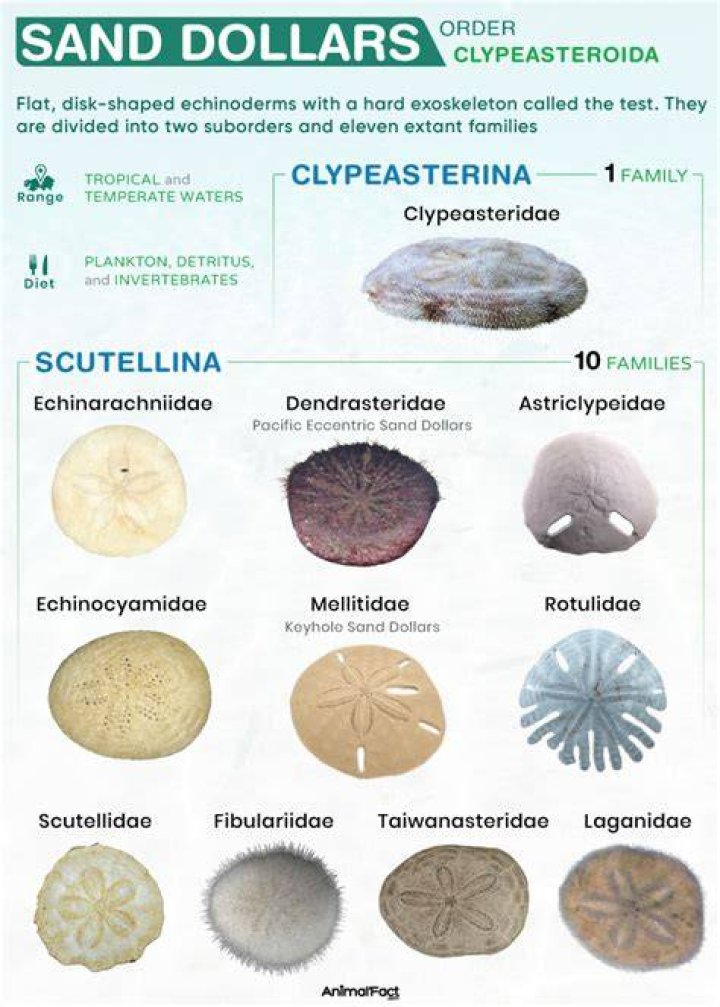 Is a sand dollar a starfish?