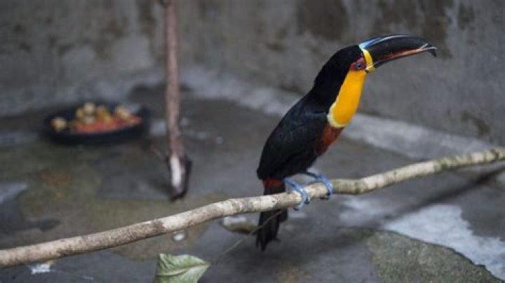 Is a toucan extinct?