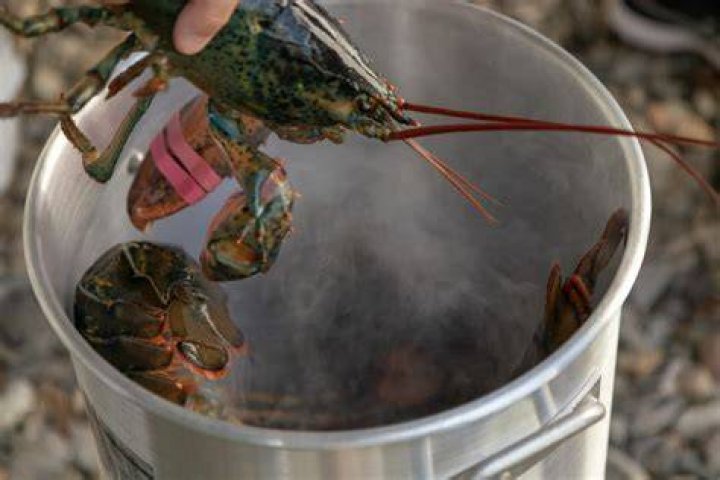 Is boiling lobsters alive illegal in the US?