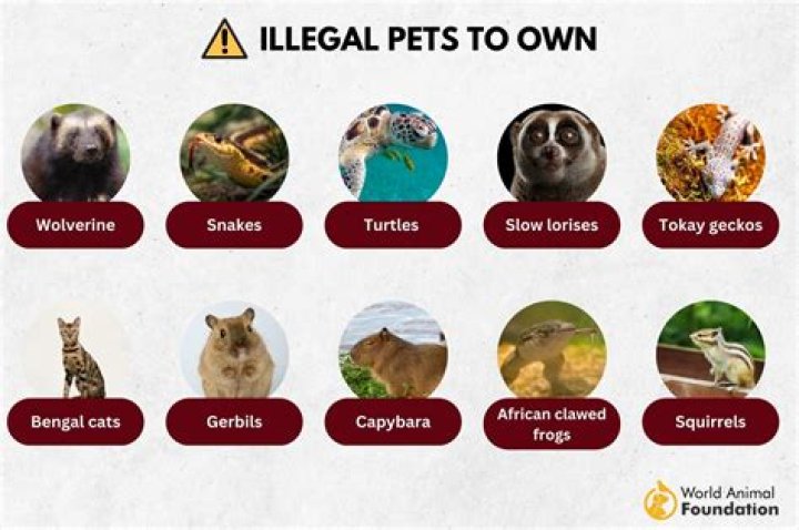 Is it illegal to own an Oscar?