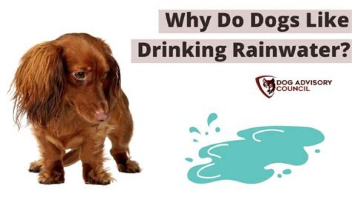 Is it OK for my dog to drink rainwater?