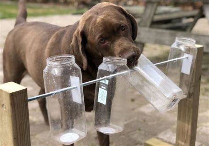 Is it OK to leave dog food out all day?