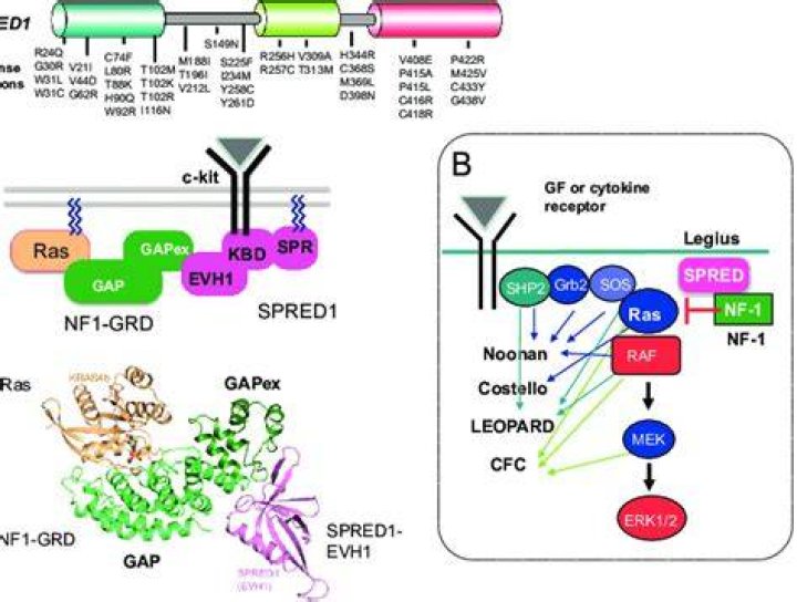 Is Legius syndrome hereditary?