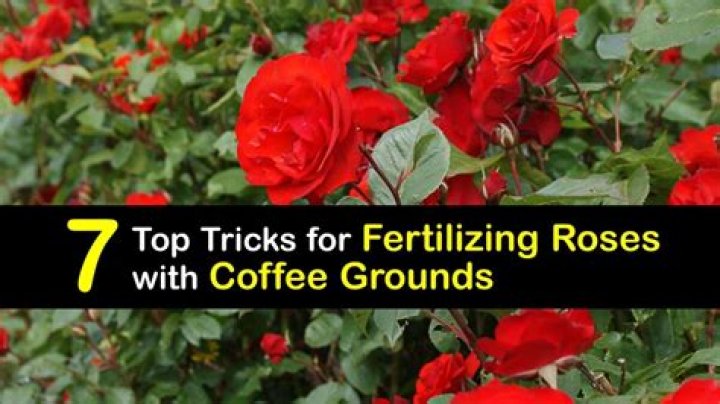 Is raw egg good for rose plants?