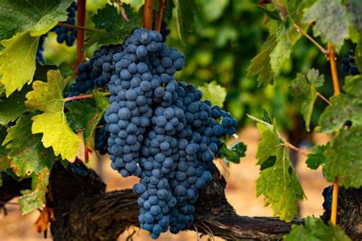 Is Tempranillo similar to Merlot?