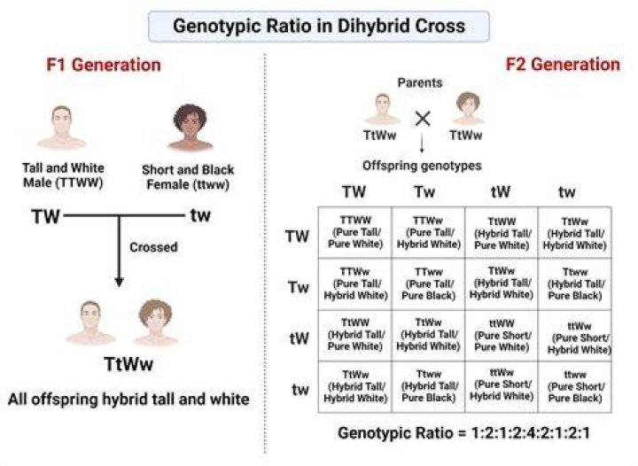 Is the twin gene passed on by the male or female?