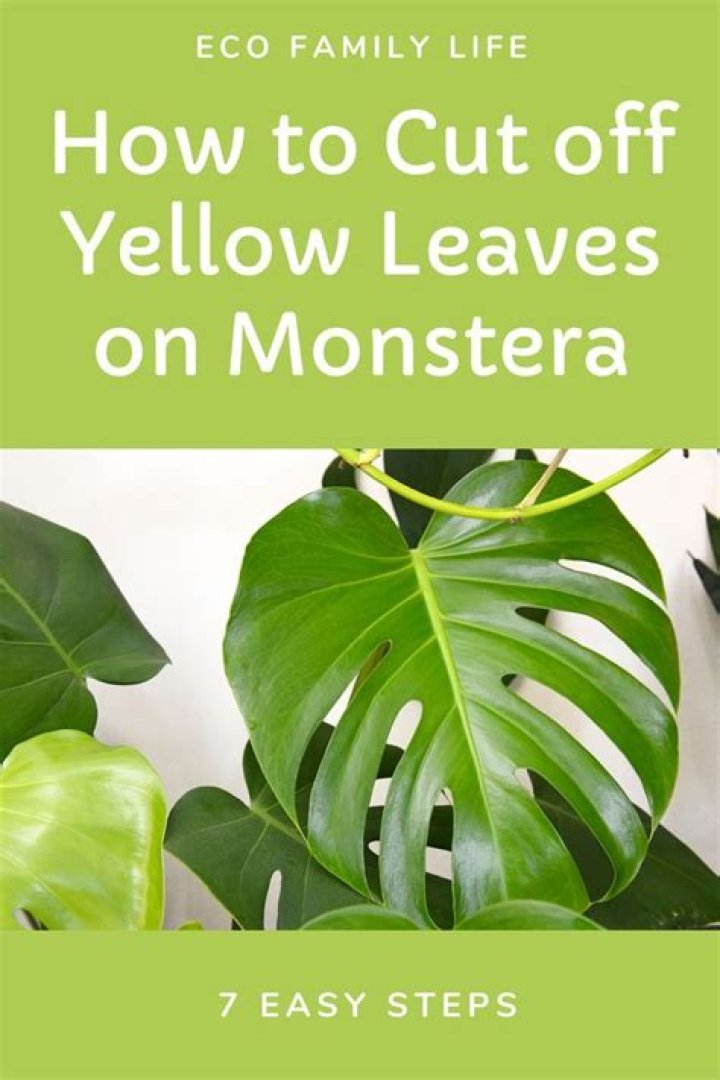 Should I cut off yellowing leaves?