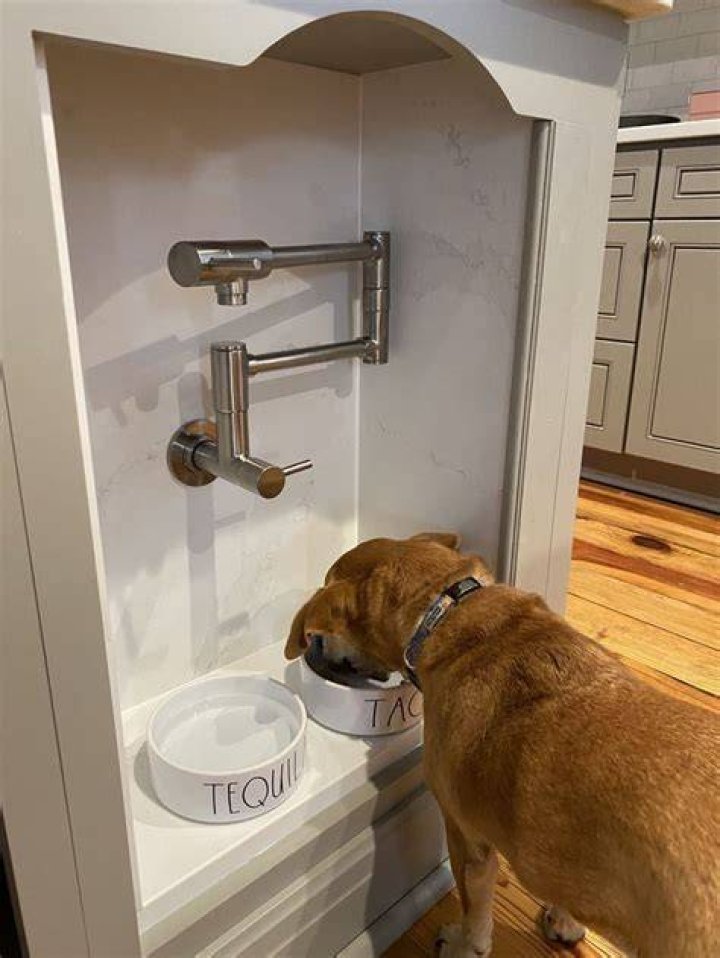 Should you put pet bowls in the dishwasher?