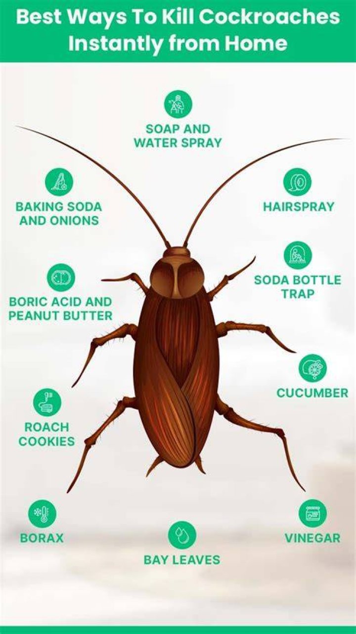 What's worse cockroaches or mice?