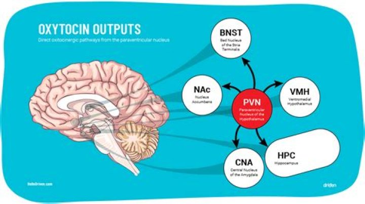 What activities release oxytocin?