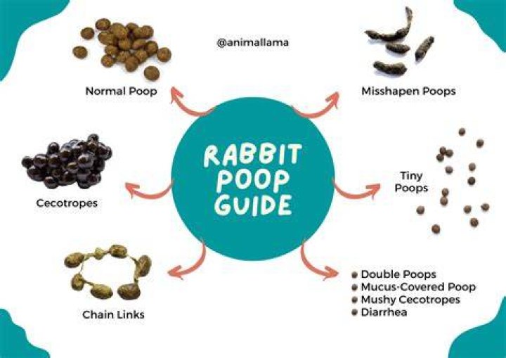 What animal poop has bugs in it?
