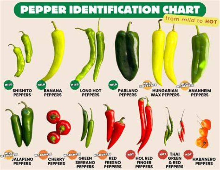 What are baby bell peppers called?