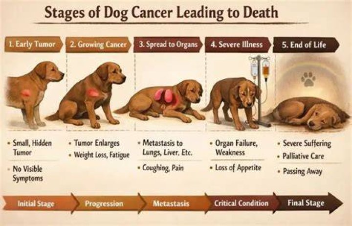 What are the final stages of death in a dog?