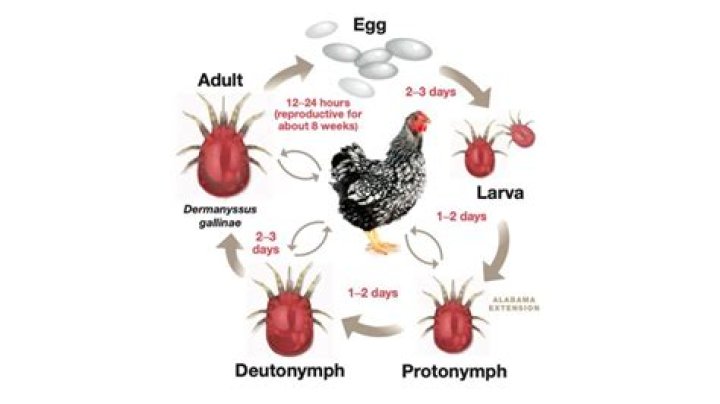 What are the signs of mites in chickens?