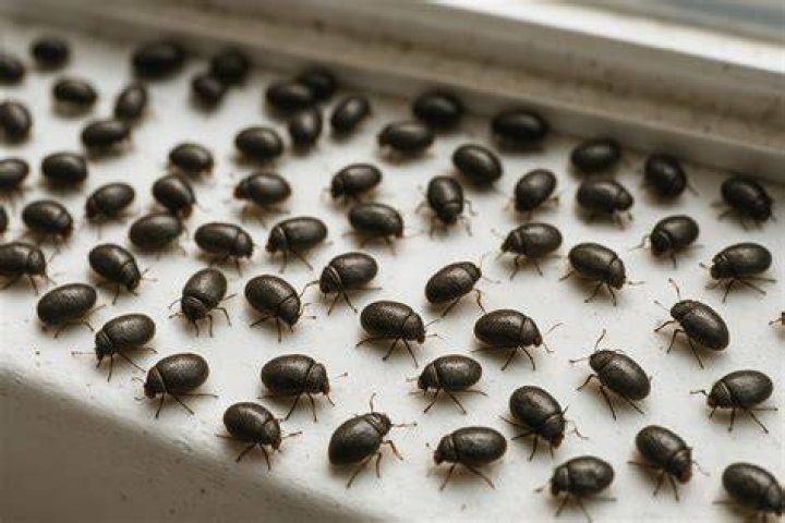 What are these little black bugs in my carpet?