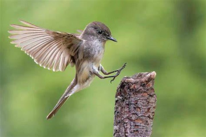 What bird means family?