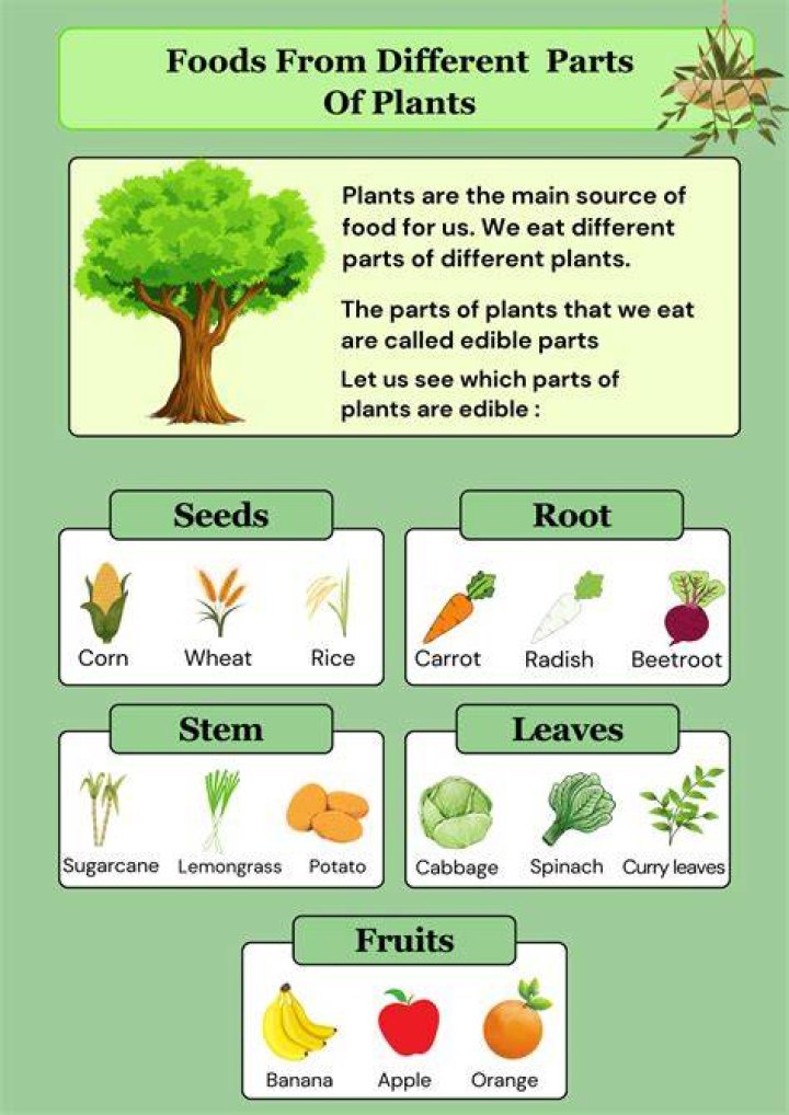 What can I use as plant food?