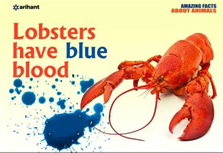 What color is lobster blood inside a living lobster?