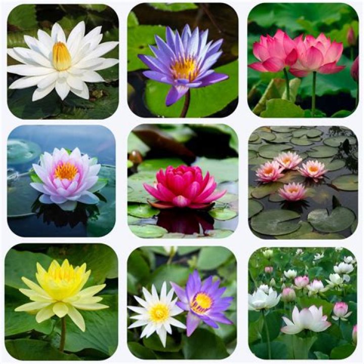 What Colour is lotus?