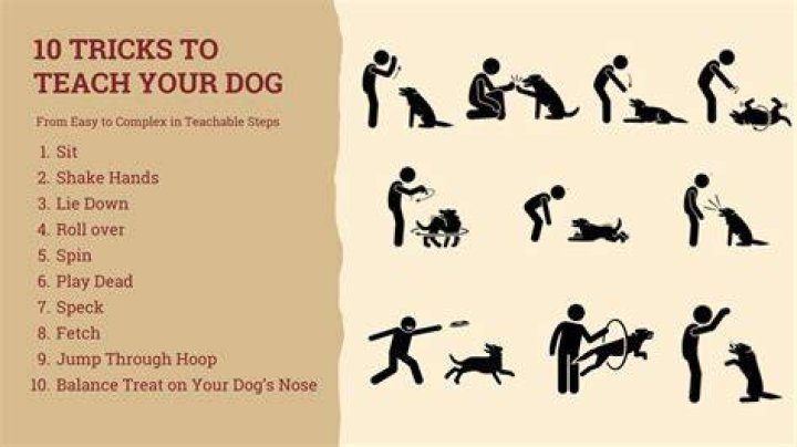What cool things can I teach my dog?