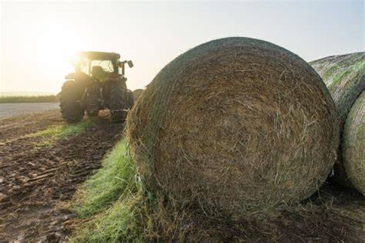 What do farmers do with moldy hay?
