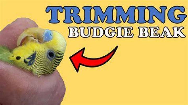What do I do if my budgies beak is cracked?