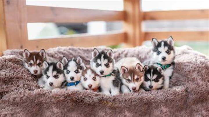 What do puppies like the most?
