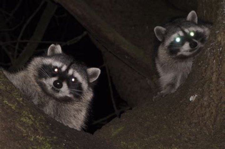 What do raccoons do when scared?