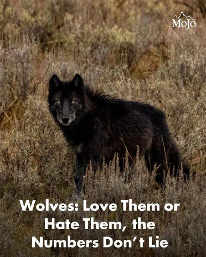 What do wolves hate?