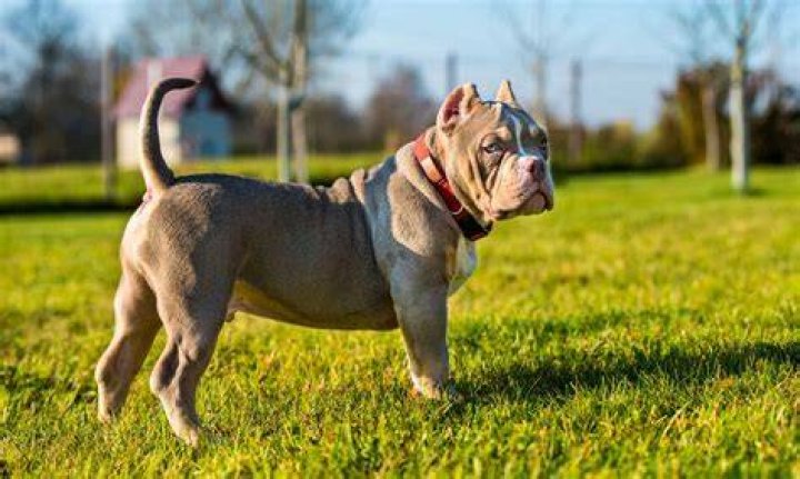 What does a Bully Dog do?