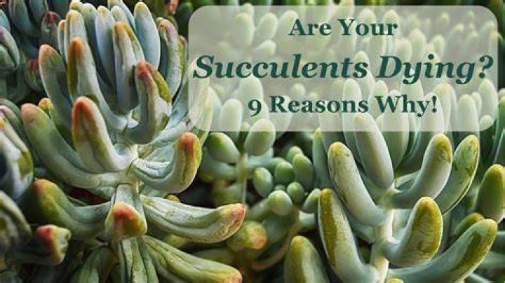 What does a dying succulent look like?