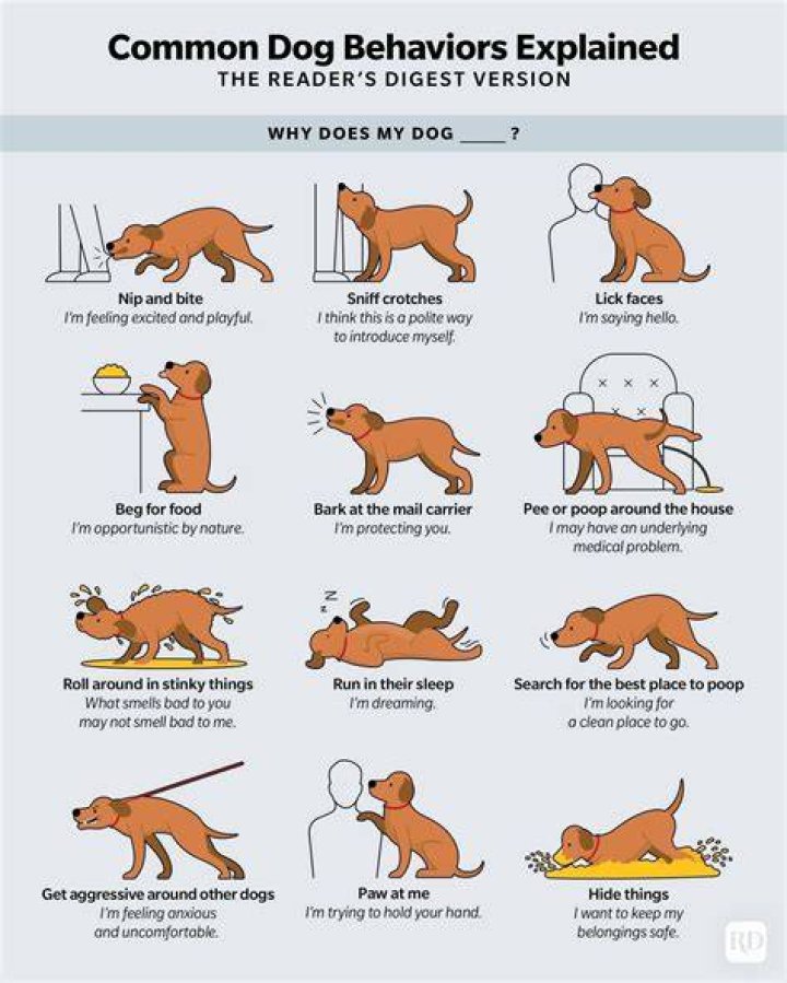 What does it mean when a dog holds your hand in its mouth?