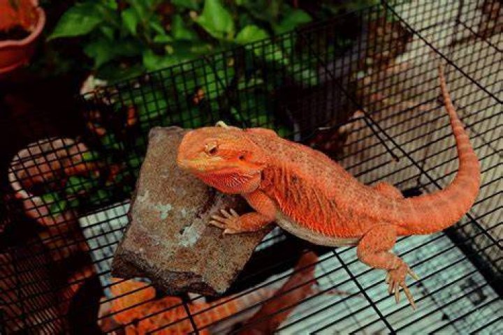 What does it mean when your bearded dragon is turning orange?