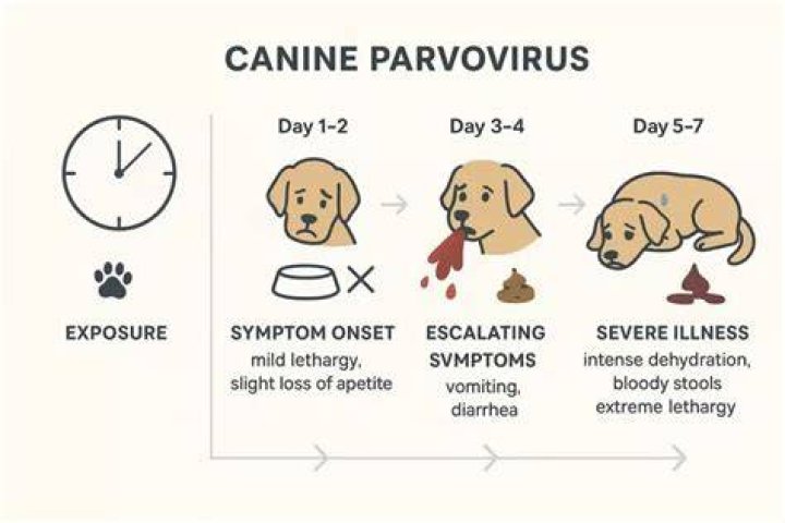 What does parvo poop look like?