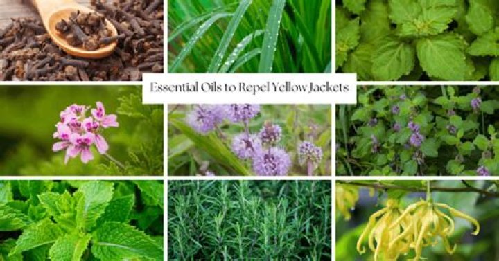 What essential oils repel yellow jackets?