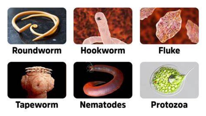 What foods have worms in them?