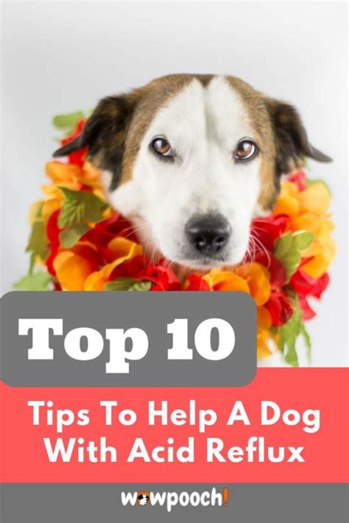 What helps a dog with acid reflux?