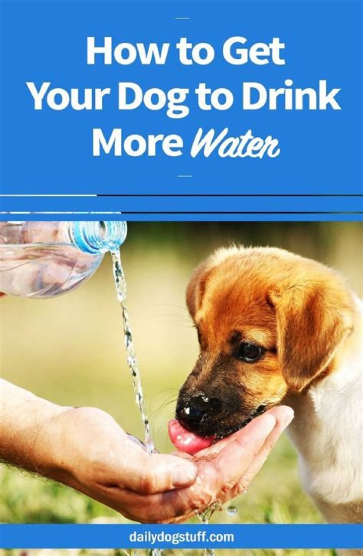 What if my dog drinks soapy water?