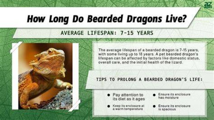 What is a bearded dragons lifespan?