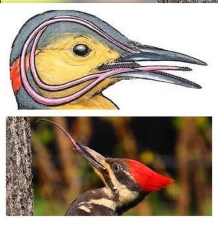 What is a woodpecker's enemy?