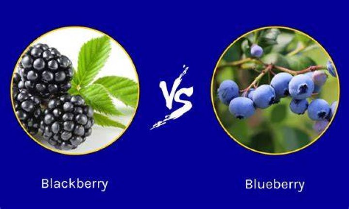 What is better blueberries or blackberries?