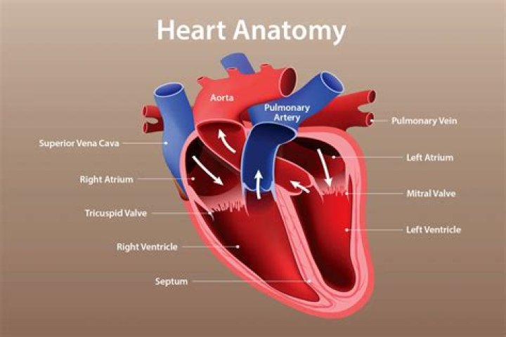 What is PAN heart?