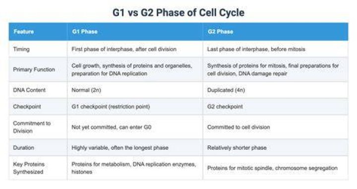What is the difference between G1 and G2?