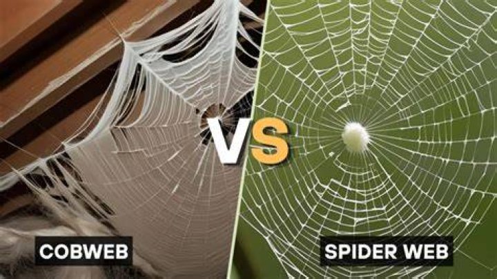 What is the difference between spider webs and cobwebs?