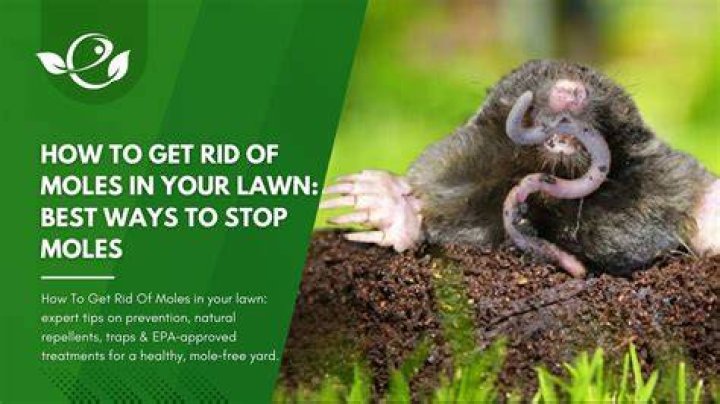 What is the fastest way to get rid of moles in your yard?
